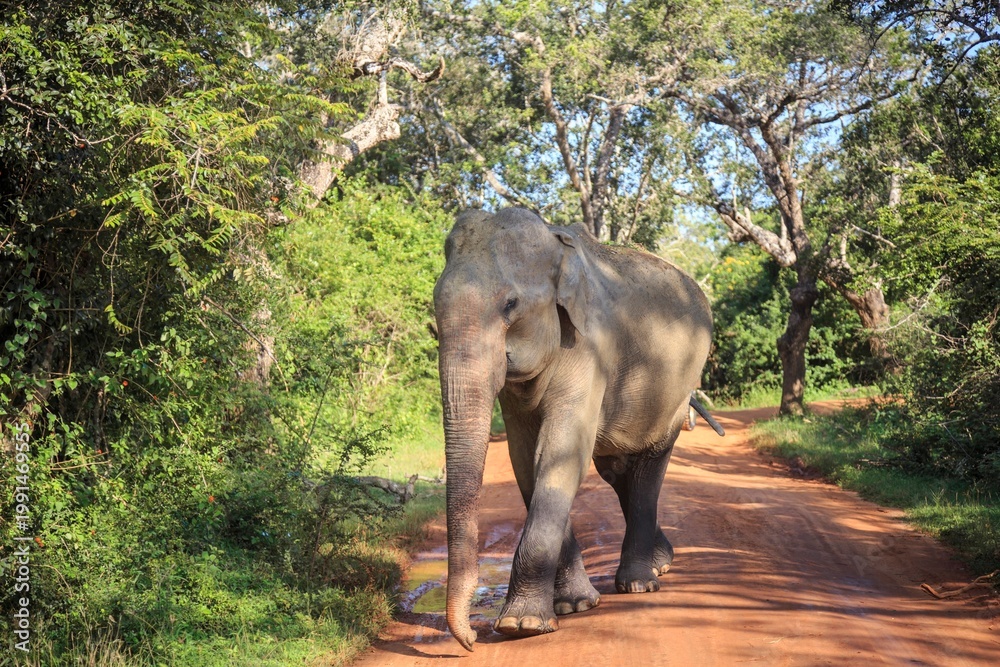 Fototapeta premium Asian Elephant Walking on a Red Dirt Road in a Lush Green Forest