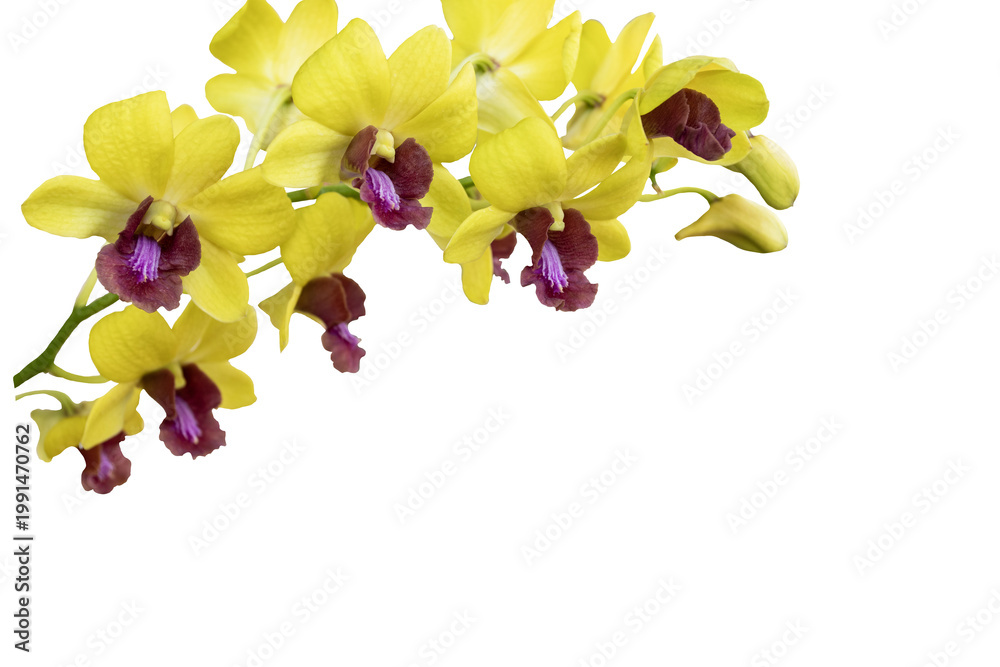 Naklejka premium yellow flowers orchids arrangement flat lay postcard style in spring season 