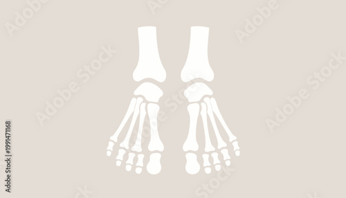 Anatomical illustration of human feet bones, showcasing the intricate structure of the skeletal system in the lower extremities