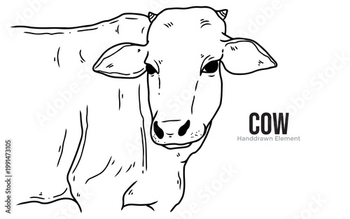 A detailed line drawing of a cow's head and shoulders, with the word "COW" and "Hand-drawn Element" written to its right.