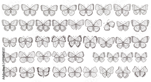 Extensive collection of diverse butterfly sketches in black and white featuring various wing shapes, patterns, and sizes.