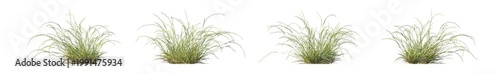 Foto microlaena stipoides (weeping grass, meadow ricegrass) isolated PNG on a transpa