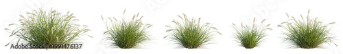 pennisetum alopecuroides 'pennstripe' (pennstripe fountain grass, variegated fountain grass) isolated PNG on a transparent background premium nature cutout