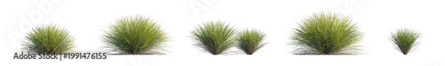 lomandra confertifolia 'little con' (little con lomandra, dwarf mat rush) isolated PNG on a transparent background premium nature cutout
