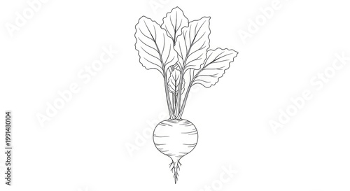 A hand-drawn illustration depicts a beet plant with a bulbous root. The plant shows green leaves and a thick stem.