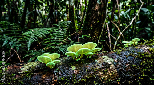Obraz na płótnie Panellus Stipticus mushroom growing and glows in the dark in tropical forest at night, Amazon rainforest, Brazil