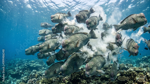 Принти на полотні Bumphead Parrotfish (Bolbometopon muricatum) Spawning, rush upwards in group wit
