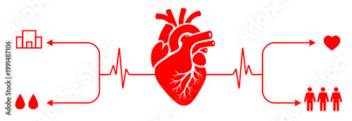 A medical infographic on the theme of blood donation and its impact on heart health. All design elements are bright red on a white background. Vector image for World Blood Donor Day.