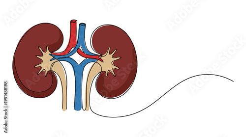 Internal human kidneys organ system continuous line vector drawing.