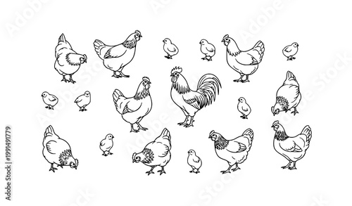 Scattered chicken group vector with rooster hens and chicks black and white isolated design