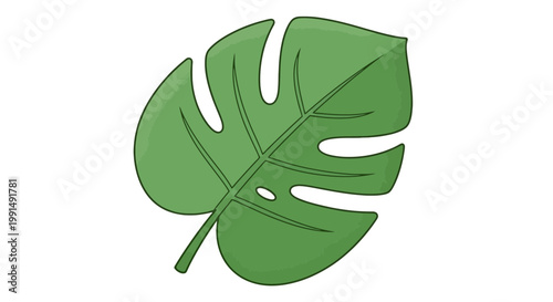 Illustration of a vibrant green Monstera deliciosa leaf with detailed veins and iconic split leaves set against a clean white backdrop vector design