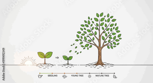Stages of tree growth from a small seedling to a young tree and finally a large, mature tree with roots and sun.