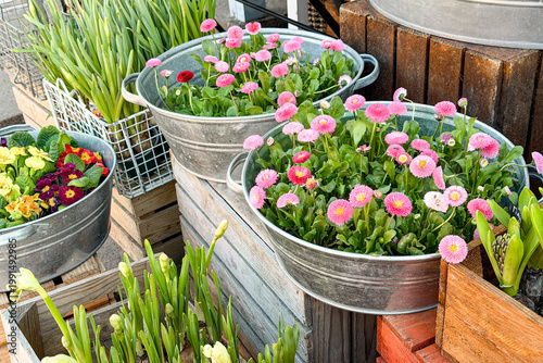 Fotografie Daisy flowers in metal tubs on display outdoors