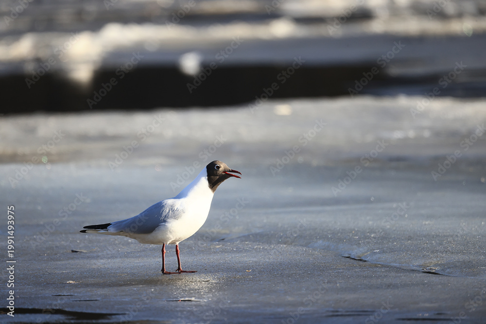 Fototapeta premium Seagulls are sitting on an ice floe, spring ice in the river and migratory birds have returned