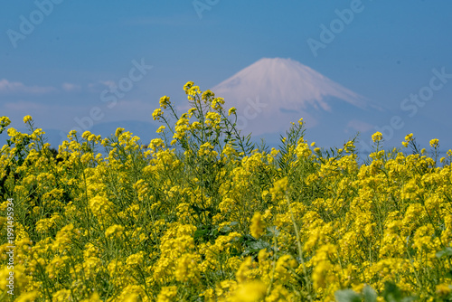 菜の花に彩られる美しい富士山