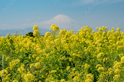 菜の花に彩られる美しい富士山