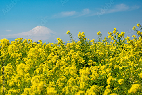 菜の花に彩られる美しい富士山