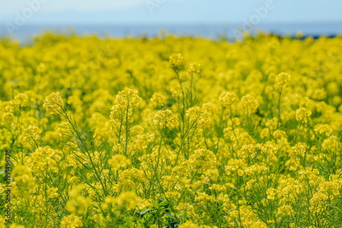 春爛漫の菜の花畑