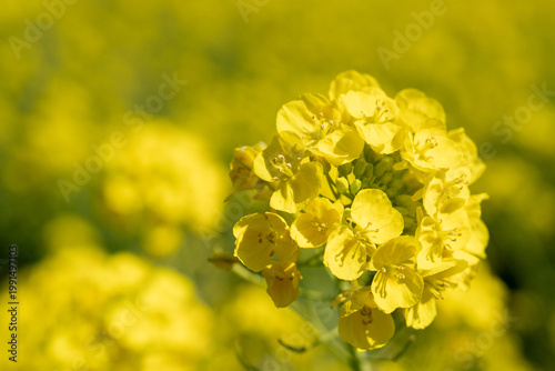 春爛漫の菜の花畑