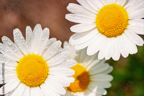 Canvas Print Oxeye daisy flowers with morning dew from above
