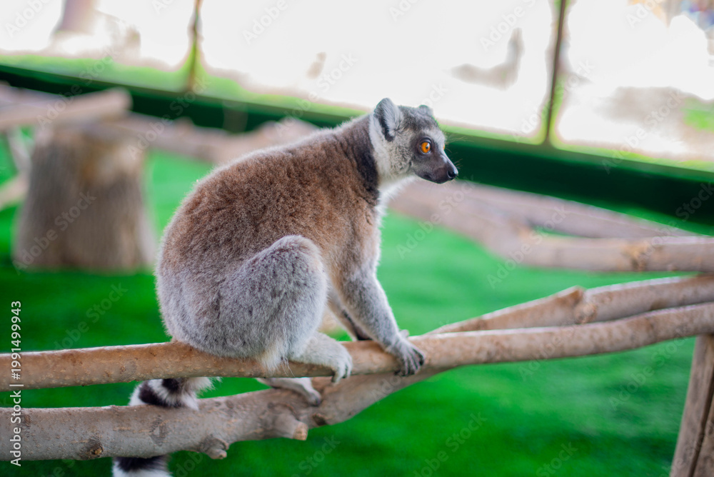 Fototapeta premium One lemur sitting on a branch in the zoo. High quality photo