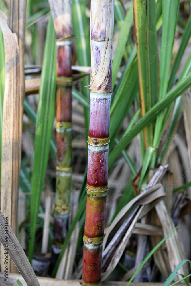 Obraz premium Sugarcane stalks growing in the field.