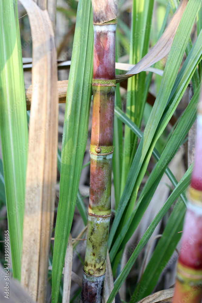 Fototapeta premium Sugarcane stalks growing in the field.