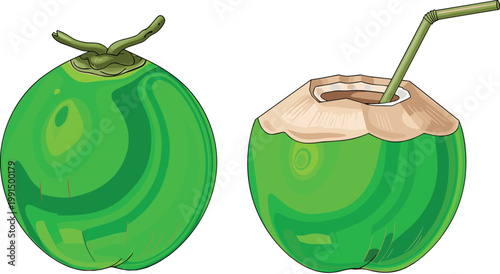 Set of Fresh Green Coconut Vector Illustrations Featuring Whole Fruit and Opened Coconut with a Drinking Straw for Tropical Summer Drink and Healthy Refreshment Designs