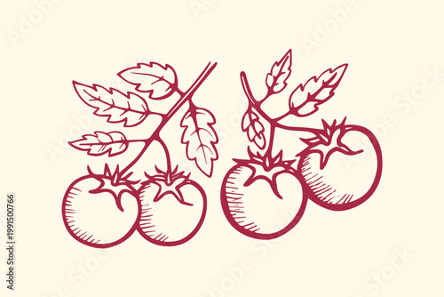 Hand-drawn illustration of fresh tomatoes on the vine with vegetable garden tomatoes vegetables illustration agriculture ingredient nutrition botanical minimalist wholesome