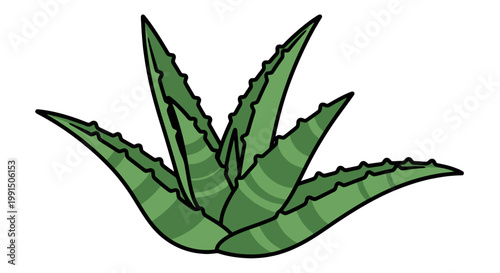Stylized aloe vera plant vector illustration with segmented leaves and spiked edges in vibrant green hues isolated on white background