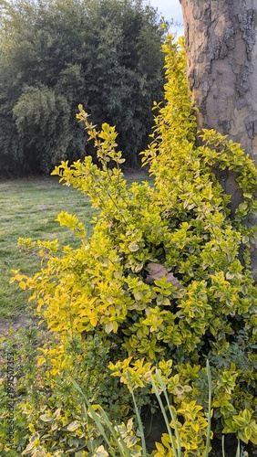 Euonymus fortunei ‘Emerald ’n’ Gold’, a variegated evergreen shrub with green leaves edged in bright golden-yellow.
