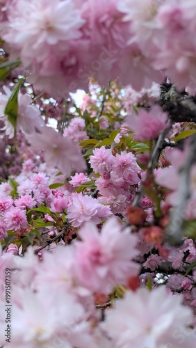 Prunus serrulata ‘Kanzan’ falling pink petals, cherry blossom petals close-up