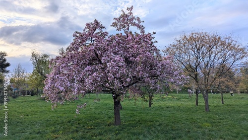 Prunus serrulata ‘Kanzan’ full bloom, double pink cherry blossoms spring tree