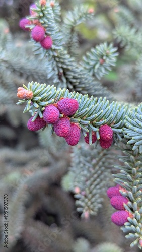 Abies pinsapo ‘Glauca’ blue Spanish fir with pink cones, evergreen conifer macro close-up in garden