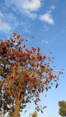 Callistemon tree with red bottlebrush flowers against blue sky, evergreen ornamental tree