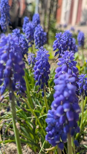 Blue Muscari flowers macro close-up, grape hyacinth spring bulb first bloom