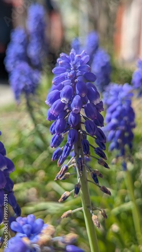 Blue Muscari flowers macro close-up, grape hyacinth spring bloom in garden