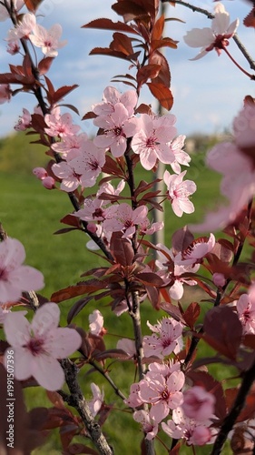 Prunus cerasifera ‘Nigra’ spring bloom, dark purple foliage and pink flowers close-up