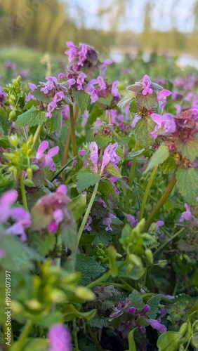 Lamium purpureum purple dead-nettle, macro close-up of wild spring weed flowers