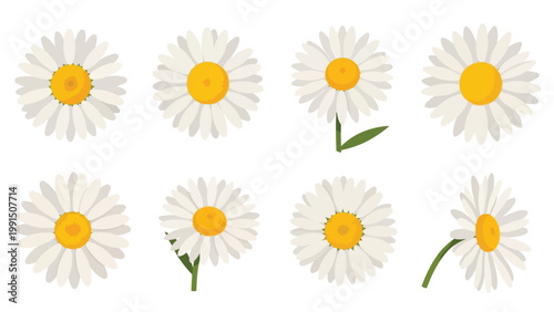 Collection of white daisy flower heads in flat design style.
