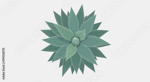 Top-down view of stylized agave succulent plant with layered spiky leaves in teal green with outline detail on a simple white backdrop