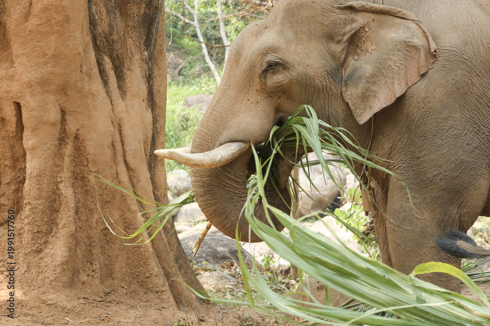 Fototapeta premium Calm peaceful animal elephant eating green grass near large brown tree trunk in wild nature wildlife environment looking relaxed enjoying natural daily feeding time outdoors