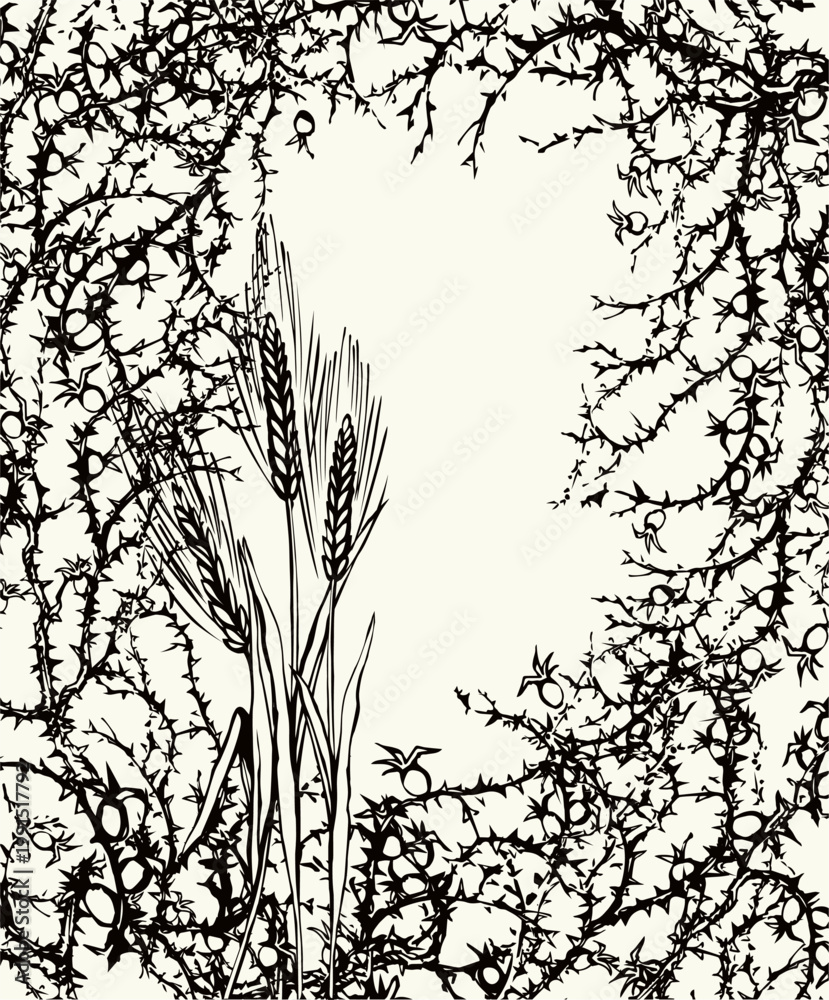 Fototapeta premium A Bible parable. The grain fell into the thorns. Vector drawing