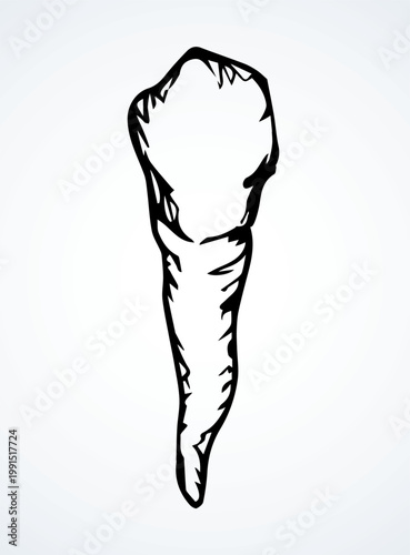 The layout of tooth. Vector drawing