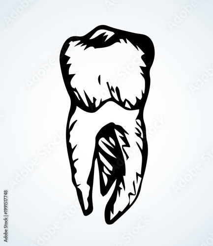 The layout of tooth. Vector drawing