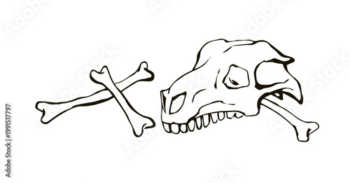 Bones and skull of a horse. Vector drawing