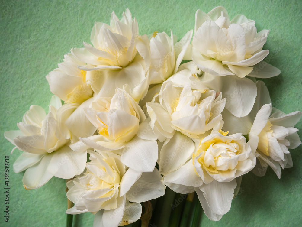 Fototapeta premium Overhead flat lay of fresh white cream double daffodil narcissus bouquet with green stems on soft light green felt background — natural organic spring flower composition with blooms at various opening