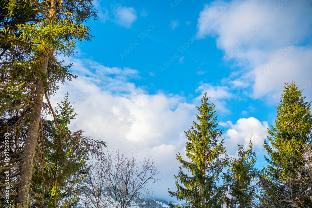 Obraz premium Chamonix Alps pine trees under blue sky