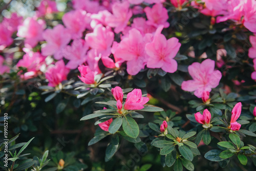 Vibrant pink azalea blossoms blooming abundantly on a lush green shrub in bright spring garden