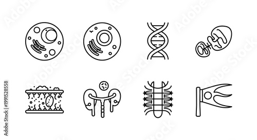 Detailed Illustrations of Various Biological Cells and Structures.